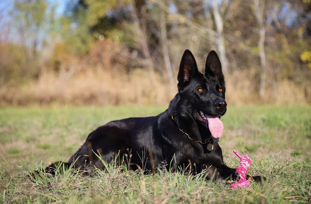 15 Stunning Black Dog Breeds That Deserve a Place in Your Heart