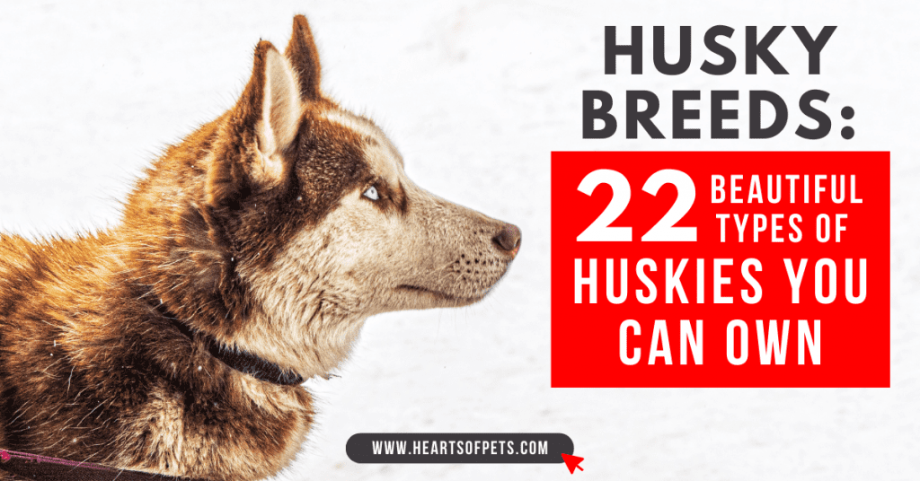 husky breeds