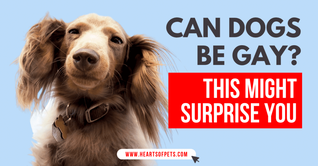 CAN DOGS BE GAY