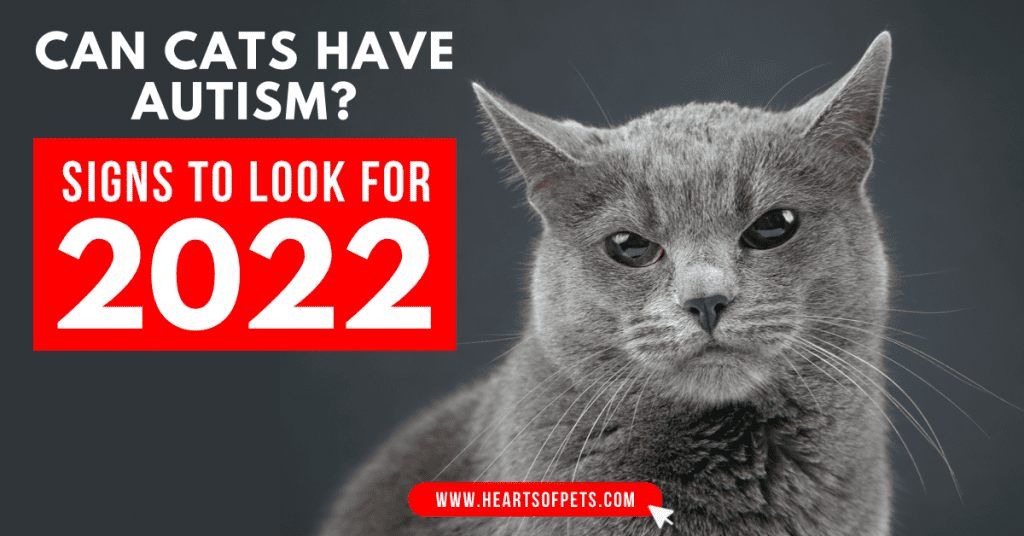 Can cats have autism