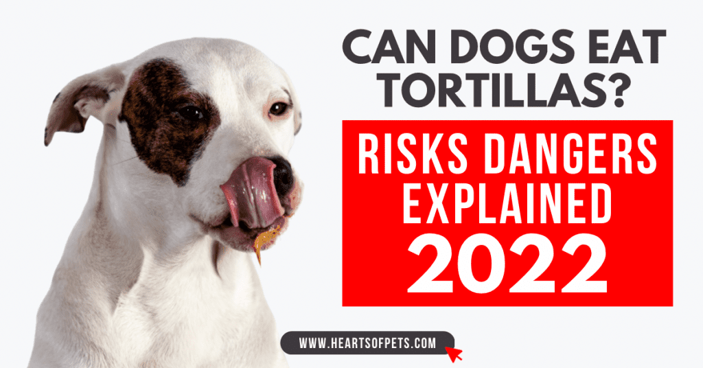 Can dogs eat tortillas