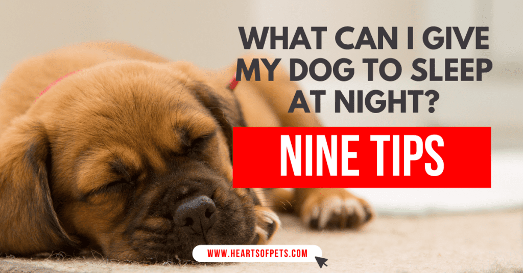 What Can I Give My Dog To Sleep At Night
