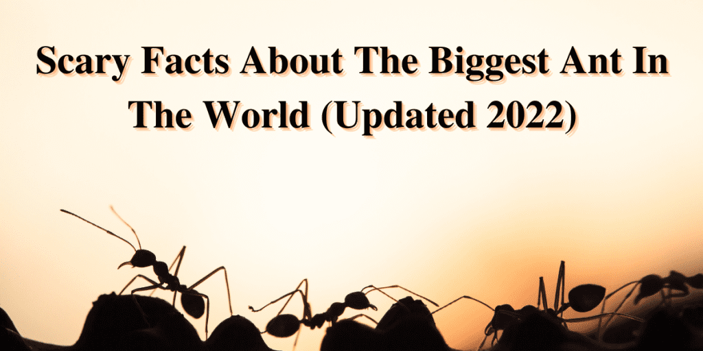 biggest ant in the world