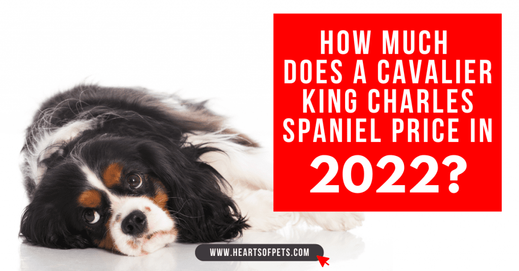 cavalier king charles spaniel price