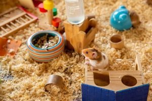 Image showcasing How Often Should You Clean A Hamster Cage: Don't Wait - Hearts Of Pets