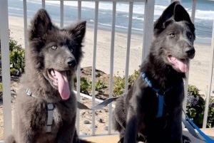 Blue Bay Shepherd: Complete Breed Guide 2024 - Hearts Of Pets