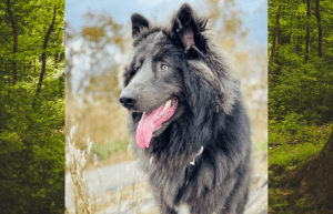 Blue Bay Shepherd: Complete Breed Guide 2024 - Hearts Of Pets