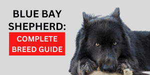 Blue Bay Shepherd: Complete Breed Guide 2024 - Hearts Of Pets