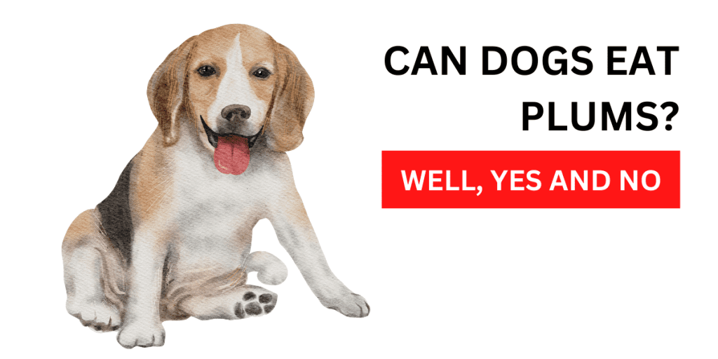 Can dogs eat plums