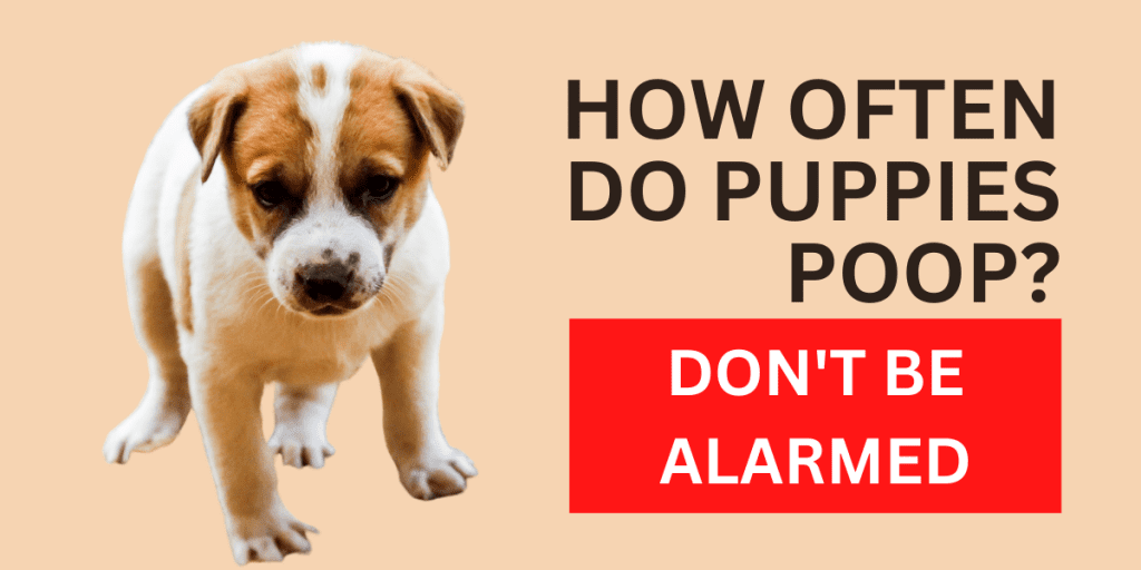 how-often-do-puppies-poop-don-t-be-alarmed-2022