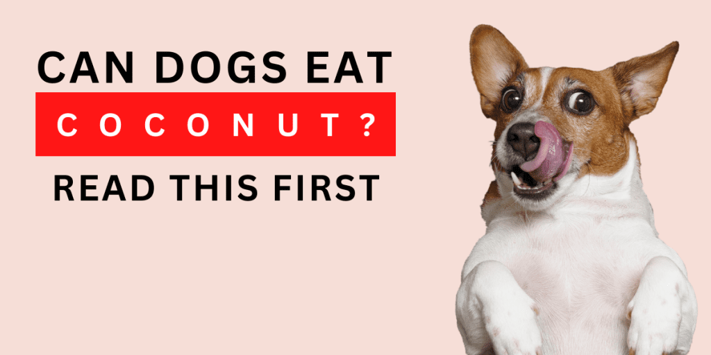 Can dogs eat coconut