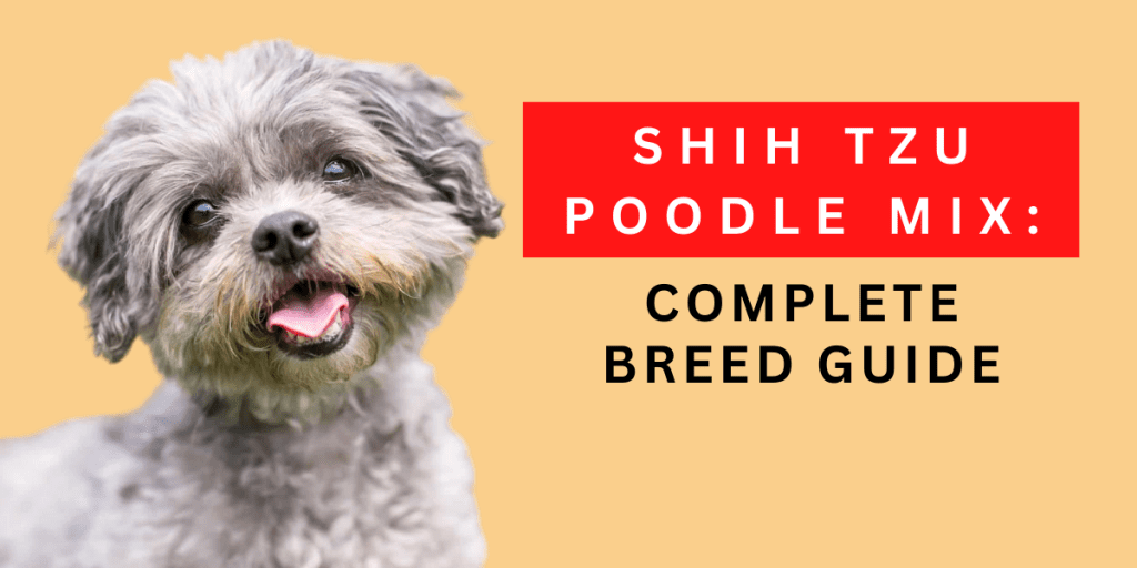 Shih Tzu Poodle Mix