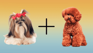 Shih Tzu Poodle Mix: Complete Breed Guide 2024 - Hearts Of Pets
