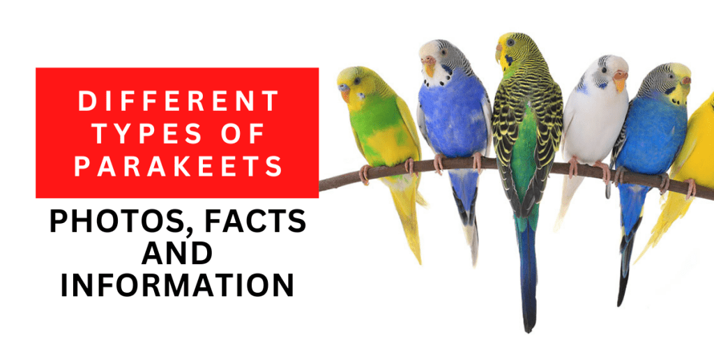 Types of parakeets