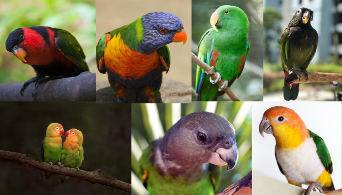 Different Types Of Parakeets: Photos, Facts, And Information 2022