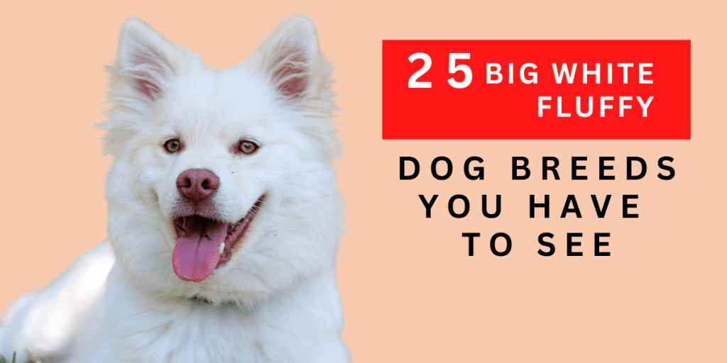 big white fluffy dog