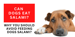 Can Dogs Eat Salami