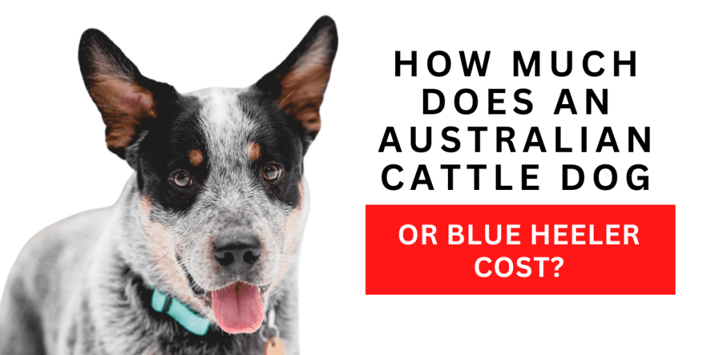 blue heeler cost