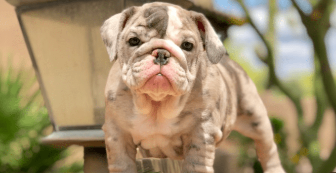 Explore the Exotic English Bulldog Price – Your Complete Guide