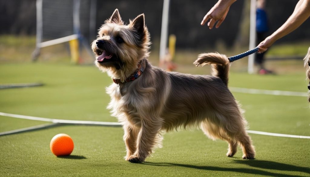 Cairn Terrier training