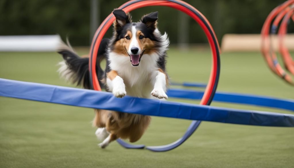 Collie training