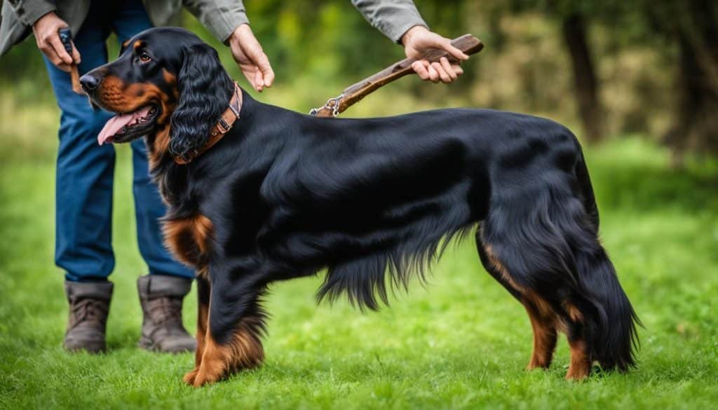 Gordon Setter training