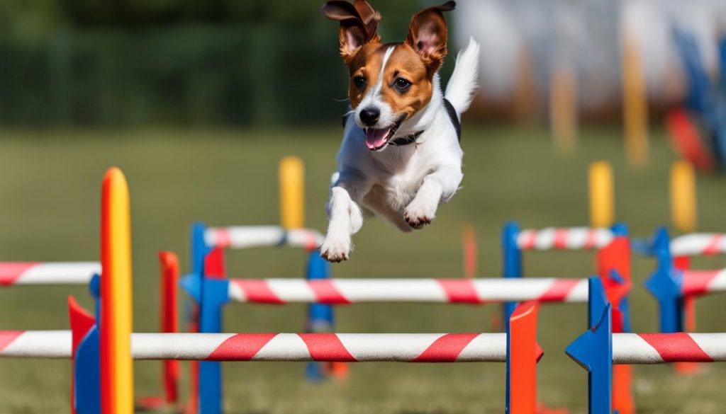 Jack Russell Terrier behavior training