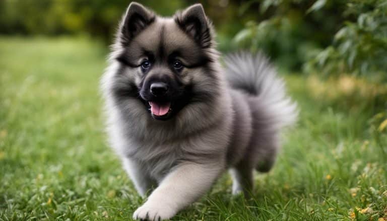 Keeshond Training Guide: 3 Reasons Why Socialization Is Important