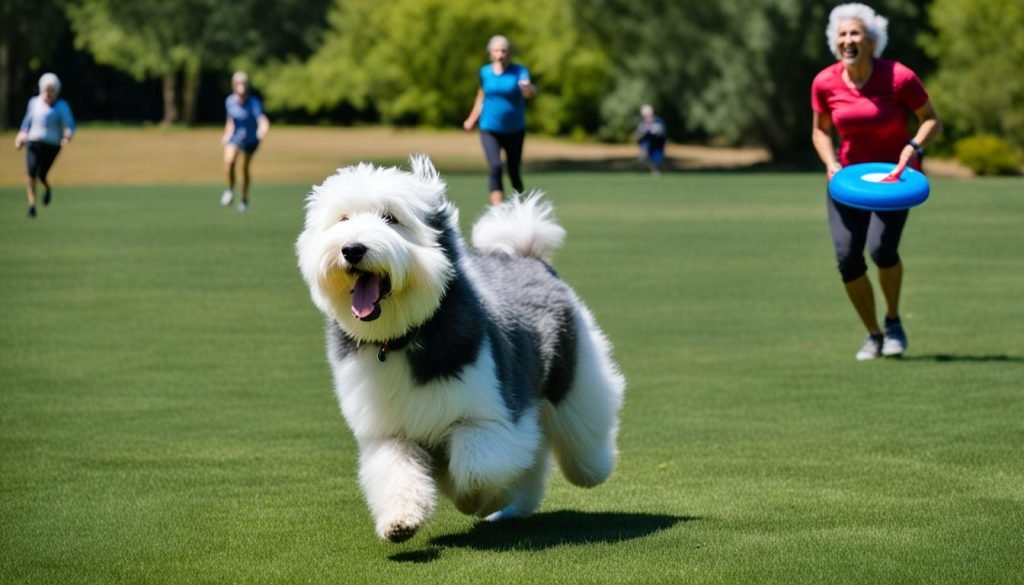 Old English Sheepdog training