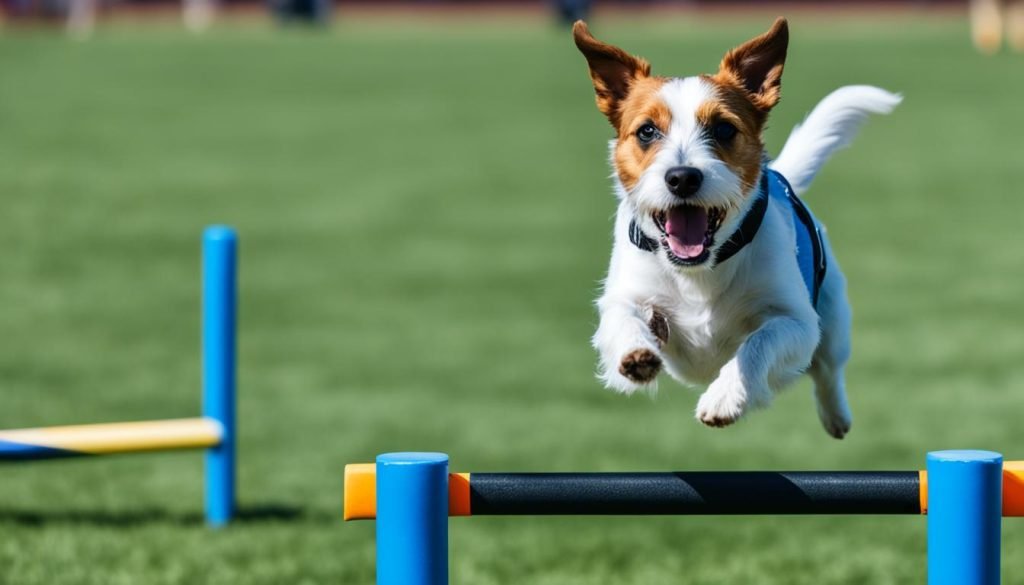 Russell Terrier training