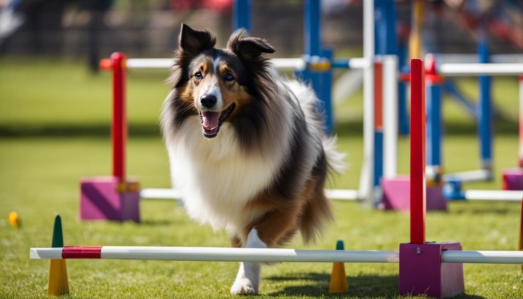 Shetland Sheepdog training