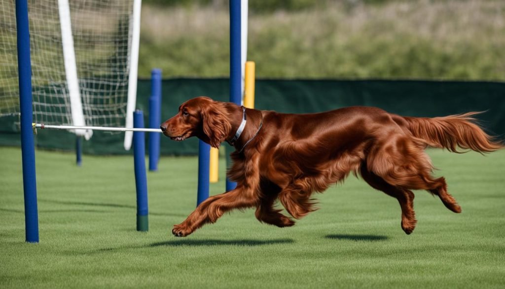 5 Easy Irish Setter Training Tips Ultimate Guide