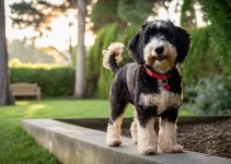 Master 5 Schnoodle Training Basics & Tips | Get Results!