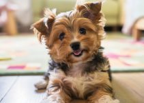 Yorkie-Poo Training: 8 Important Rules of House Training