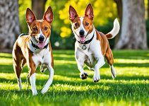 Are Basenjis Smart? 3 Reasons Why They’re Excellent Pets