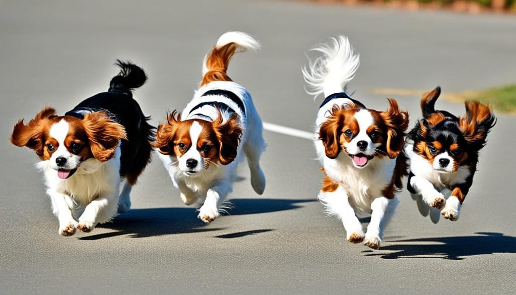 are Cavalier King Charles Spaniels smart