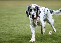 Are English Setters Smart Breeds? Ultimate Guide in 2024