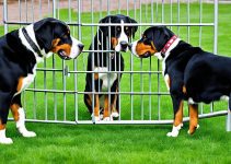 Are Greater Swiss Mountain Dogs Smart? 4 Essential Things To Know