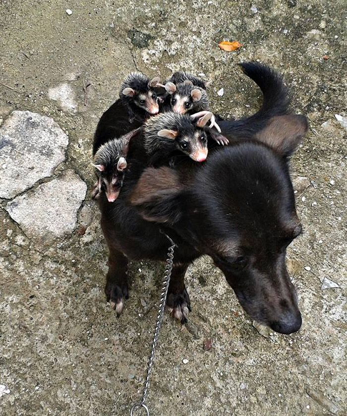 Dog adopts Opossums Dog Adopts Orphaned Opossums And The Way They Spend Time Together Will Make You Smile