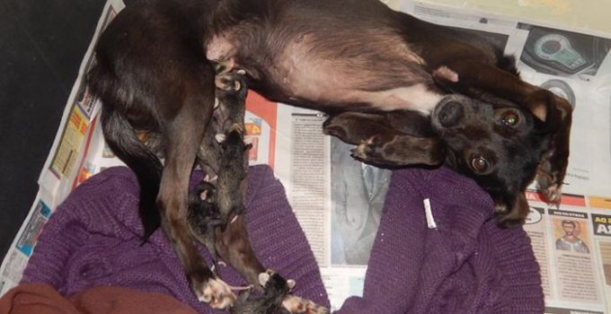 Dog Adopts Orphaned Opossums And The Way They Spend Time Together Will Make You Smile