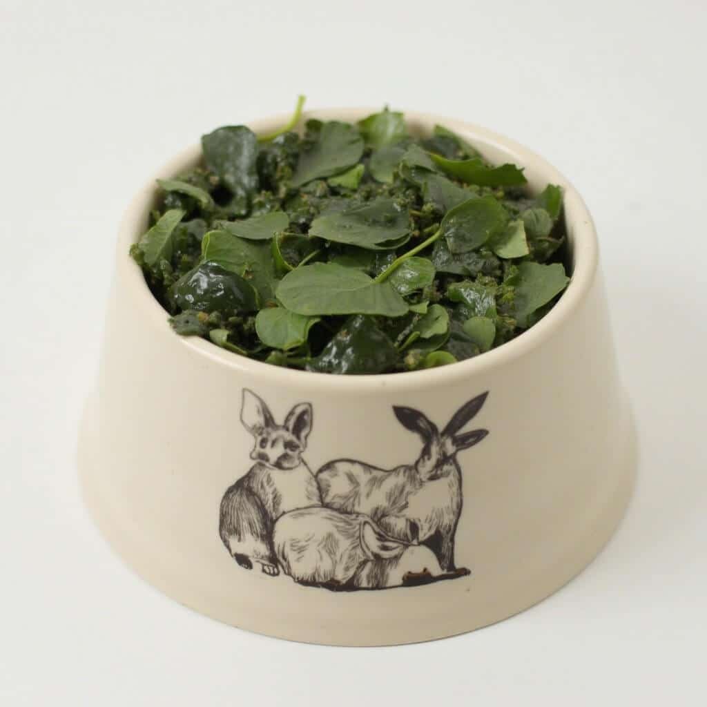 Rabbit and spinach gourmet dog-food topper served in a dog bowl